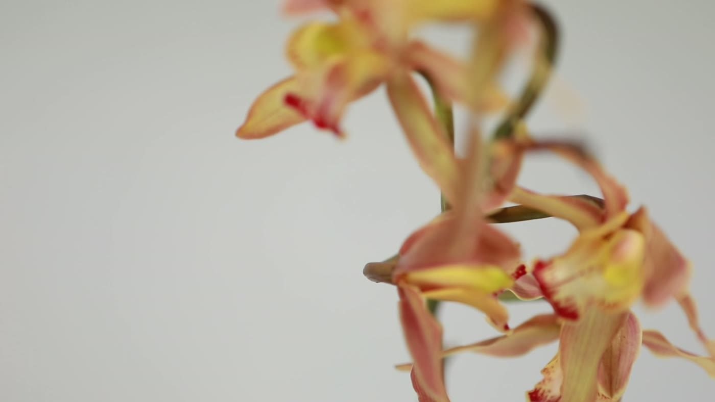 Orquídea — referencia botánica de las piezas